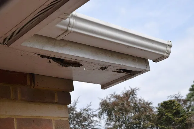 Rotted painted wood fascia with decay holes exposing bare wood beneath a white gutter